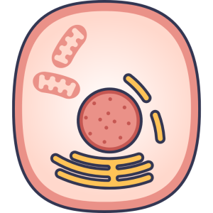 「疲れやすい」「体力が落ちた」と感じたら──ミトコンドリアを元気にする食事と運動法｜甲子園口よしゆき鍼灸院！